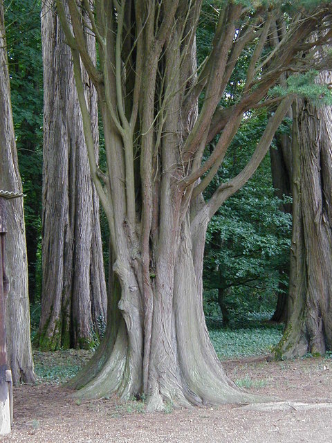 Old trees at Plas Newydd