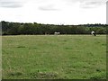 Grassland off Maudslie Road