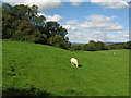 Fields near Allt-laes