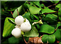 Snowberries, Antrim