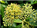 Ivy flowers, Antrim