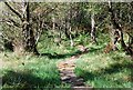 NR8291 : Clapper path by Patrick Mackie