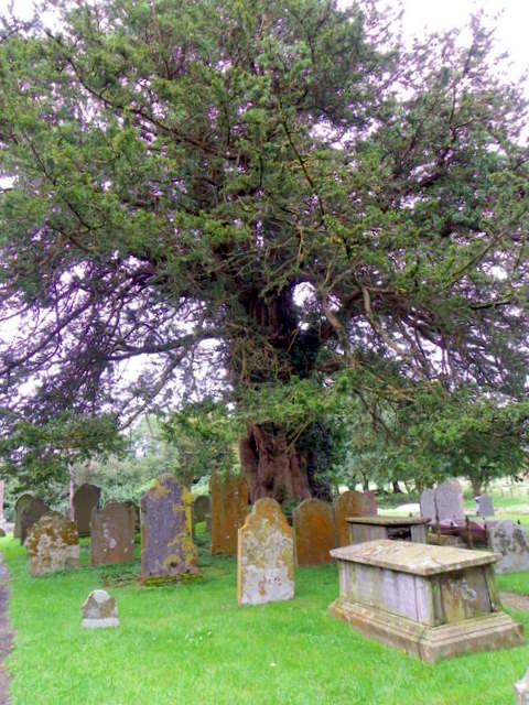 Yew tree, St David's Church, Llywell © Maigheach-gheal :: Geograph ...