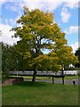 Tree in Kings Somborne