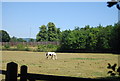 Horse in a field by Lucks Hill