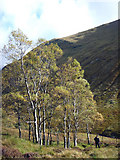 NN1367 : Silver birch, Allt a' Choire Dhearg by Karl and Ali