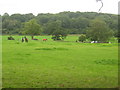 Horses grazing at Race Course Farm