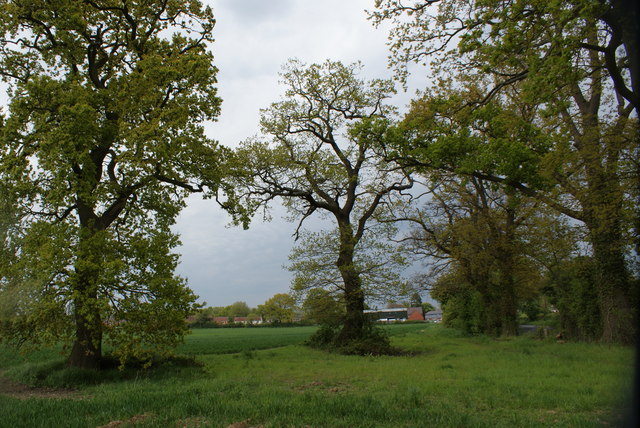 Oak trees on a field edge