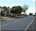 Lopsided tree, Rowan Way, Malpas, Newport