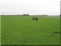 Field of Horses south of Pelton