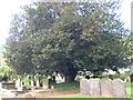 Ancient yew in Llandogo churchyard