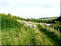 Farm Track near Nallers Farm