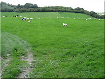 TQ3812 : Sheep near Courthouse Farm by Dave Spicer