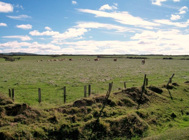 Cattle in a cliff top field at Gyfelan Fawr