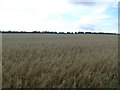 Farmland near Edgarsglen