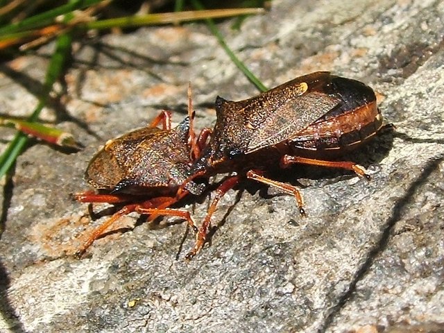 Shield bugs: Picromerus bidens