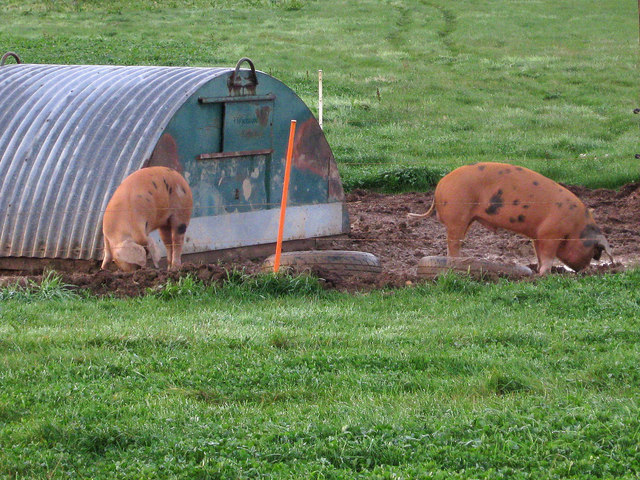 Pigs near Wychwood Farm Cottages