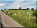 Grazing sheep, Little Castle Farm, Usk