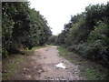 Footpath in Friday Wood, Colchester