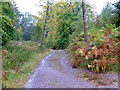 Track through Auchmore Wood