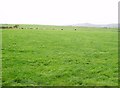 Grazing land at Llawr-y-dref Bellaf