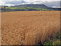 Ripe corn field at Pant Farm - 1