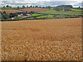 Ripe corn field at Pant Farm - 2