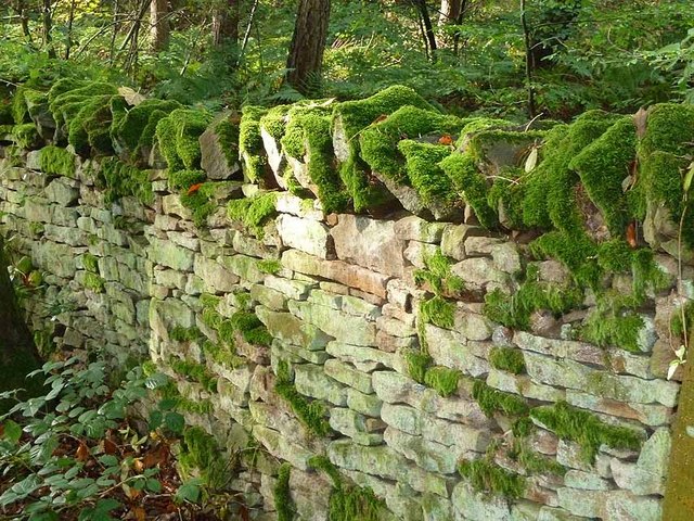 Moss-covered dry-stone wall in sunlight