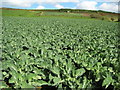 Field of cabbages, Marazion