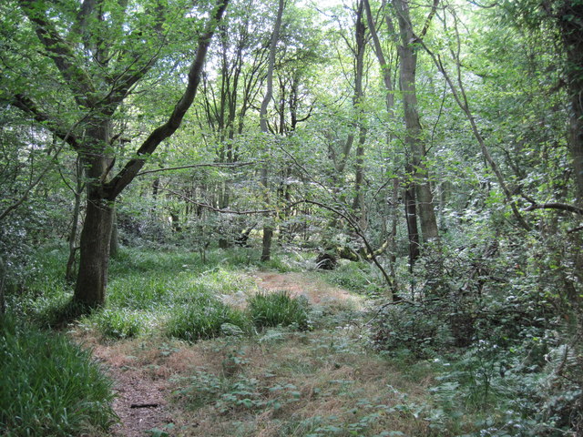 In Carr Wood from the footpath to ... © Martin Dawes cc-by-sa/2.0 ...