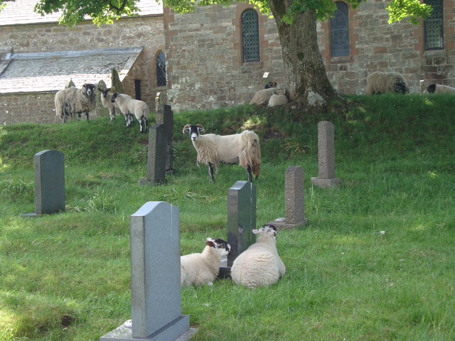 Sheep safely grazing in St Andrew's Churchyard, Crosby Garrett