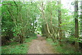 Footpath along Hareholt Copse