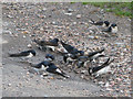 House Martins gathering mud from the edge of the road