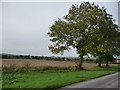 Roadside tree