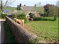 Cattle, Stockleigh Pomeroy