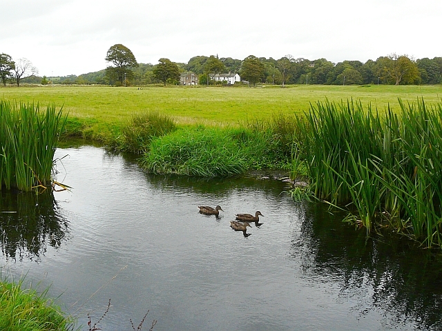 Ducks on the Mill Stream