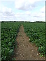 Footpath Through The Beet