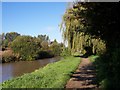 Weeping Willow hangs over the canal  towpath at Bamfurlong