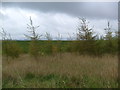 Forestry near Walkerhill