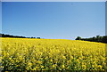 Oilseed rape off the A2