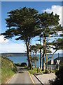 Trees above Pendower Beach