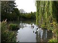 The village pond