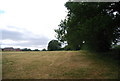 Hedge north of Cranleigh