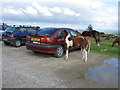 Car valeting by pony