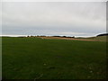 Farmland near Little Whitefield