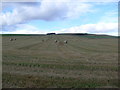 Farmland near Muiden of Canna