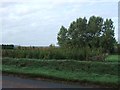 A plantation of Christmas trees at Branstone