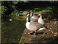 Geese beside the Thames