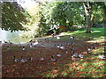 Ducks by River Thames