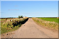 Farm road to Newton of Innes